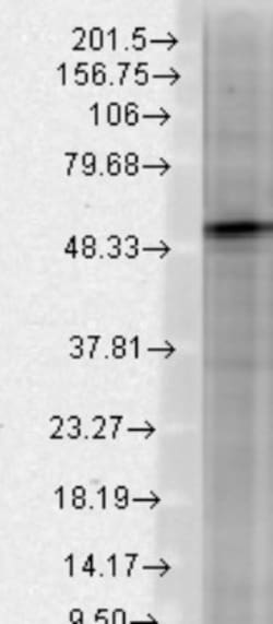 GABA-A R beta 3 Antibody (N87/25), Novus Biologicals 0.1mg; Unlabeled:Antibodies,
